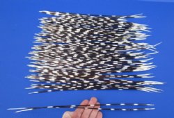 12 to 17 inch African Porcupine Quills (Hystrix africaeaustralis), 100 piece lot for $70