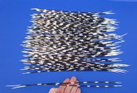 12 to 17 inch African Porcupine Quills (Hystrix africaeaustralis), 100 piece lot - You are buying the quills pictured for $70