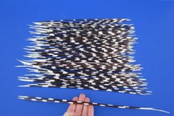 12 to 17 inch African Porcupine Quills (Hystrix africaeaustralis), 100 piece lot for $70