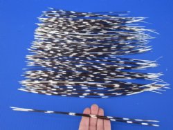 12 to 15 inch African Porcupine Quills (Hystrix africaeaustralis), 100 piece lot for $70