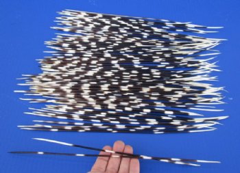 11 to 15 inch African Porcupine Quills (Hystrix africaeaustralis),100 piece lot for $70