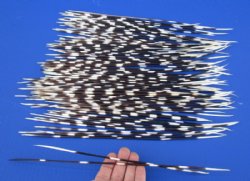 11 to 15 inch African Porcupine Quills (Hystrix africaeaustralis),100 piece lot for $70