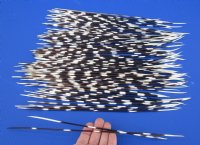 11 to 15 inch African Porcupine Quills (Hystrix africaeaustralis),100 piece lot - You are buying the quills pictured for $70