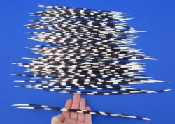 12 to 13 inch African Porcupine Quills (Hystrix africaeaustralis), 100 piece lot for $70