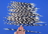12 to 13 inch African Porcupine Quills (Hystrix africaeaustralis), 100 piece lot - You are buying the quills pictured for $70