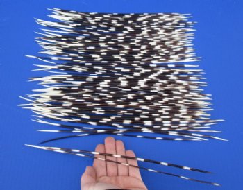 11 to 13 inch African Porcupine Quills (Hystrix africaeaustralis),100 piece lot for $70