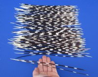 11 to 13 inch African Porcupine Quills (Hystrix africaeaustralis),100 piece lot - You are buying the quills pictured for $70