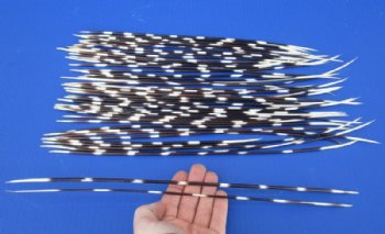 11 to 16 inch African Porcupine Quills (Hystrix africaeaustralis), 50 piece lot for $40