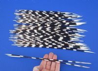 11 to 14 inch African Porcupine Quills (Hystrix africaeaustralis),50 piece lot - You are buying the quills pictured for $40
