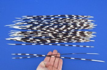 13 to 17 inch African Porcupine Quills (Hystrix africaeaustralis), 50 piece lot for $40