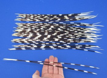 13 to 16 inch African Porcupine Quills (Hystrix africaeaustralis), 50 piece lot for $40