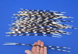 10 to 15 inch African Porcupine Quills (Hystrix africaeaustralis),50 piece lot for $40