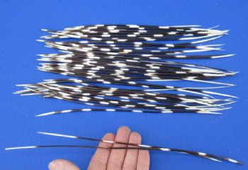 9 to 13 inch African Porcupine Quills (Hystrix africaeaustralis),50 piece lot for $40