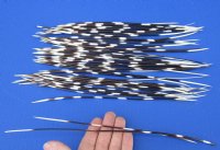 9 to 13 inch African Porcupine Quills (Hystrix africaeaustralis),50 piece lot - You are buying the quills pictured for $40