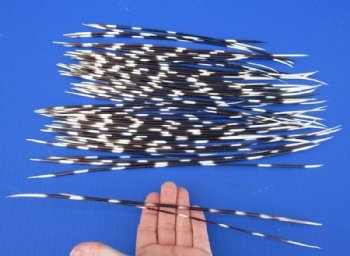 9 to 14 inch African Porcupine Quills (Hystrix africaeaustralis),50 piece lot for $40