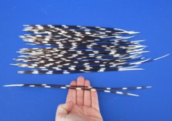 9 to 14 inch African Porcupine Quills (Hystrix africaeaustralis),50 piece lot for $40