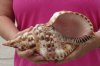 Caribbean Triton seashell 11 inches long - (You are buying the shell pictured) for $34