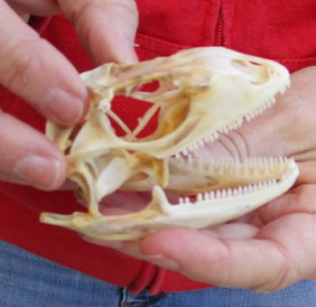 Iguana skull for sale, 3 inches  $60.00