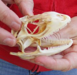 Iguana skull for sale, 3 inches  $60.00