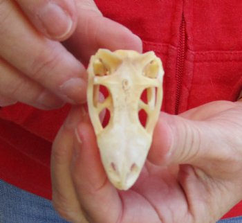 Iguana skull for sale, 2-1/2 inches  $40.00