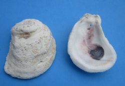 Wholesale Drilled Oyster shells 2" to 3" - 300 pcs @ $.59 each
