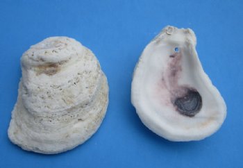 Wholesale Drilled Oyster shells 3" to 4" - 24 pcs @ $.80 each