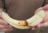 9 inch Warthog Tusk, Warthog Ivory from African Warthog .45 lb and 50% solid (You are buying the tusk in the photo) for $40.00