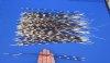 12 to 17 inch  African Porcupine Quills (Hystrix africaeaustralis),100 piece lot - You are buying the quills pictured for $70