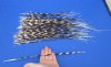10 to 18 inch Thin African Porcupine Quills (Hystrix africaeaustralis),100 piece lot - You are buying the quills pictured for $70