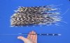10 to 18 inch African Porcupine Quills (Hystrix africaeaustralis),100 piece lot - You are buying the quills pictured for $70