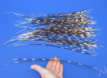 9 to 18 inch African Porcupine Quills (Hystrix africaeaustralis),100 piece lot for $70