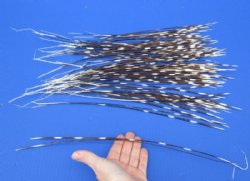 9 to 18 inch African Porcupine Quills (Hystrix africaeaustralis),100 piece lot for $70