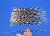 11 to 15 inch Thin African Porcupine Quills (Hystrix africaeaustralis),100 piece lot - You are buying the quills pictured for $70
