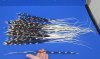 15 to 23 inch  African Porcupine Quills (Hystrix africaeaustralis),100 piece lot - You are buying the quills pictured for $80