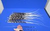 12 to 22 inch  African Porcupine Quills (Hystrix africaeaustralis),100 piece lot - You are buying the quills pictured for $80