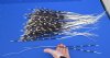 12 to 22 inch  African Porcupine Quills (Hystrix africaeaustralis),100 piece lot - You are buying the quills pictured for $80