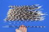 10 to 18 inch African Porcupine Quills (Hystrix africaeaustralis),100 piece lot - You are buying the quills pictured for $70