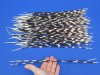 12 to 16 inch  African Porcupine Quills (Hystrix africaeaustralis),100 piece lot - You are buying the quills pictured for $70