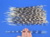 12 to 16 inch  African Porcupine Quills (Hystrix africaeaustralis),100 piece lot - You are buying the quills pictured for $70