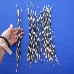 50 Semi-Cleaned Thin African Porcupine Quills 6 to 16 inches - $35/lot