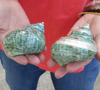 2 piece lot of Mixed Polished Turbo Shells for shell crafts - For Sale for $15/lot