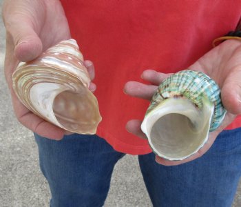 Buy this 2 piece lot of Mixed Polished Turbo Shells for shell crafts for $15/lot