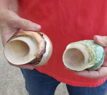 2 piece lot of Gorgeous Mixed Polished Turbo Shells for shell crafts for $15/lot