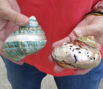 2 piece lot of Authentic Mixed Polished Turbo Shells for shell crafts - For Sale for $15/lot