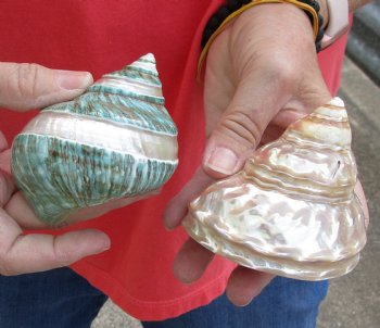 Beautiful 2 piece lot of Authentic Mixed Polished Turbo Shells for shell crafts for $15/lot