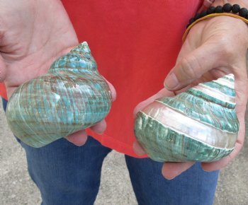 2 piece lot of Beautiful Mixed Polished Turbo Shells for shell crafts - Buy Now for $15/lot