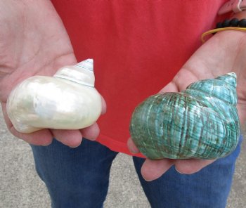 2 piece lot of Mixed Polished Turbo Shells for shell crafts - Buy Now for $15/lot