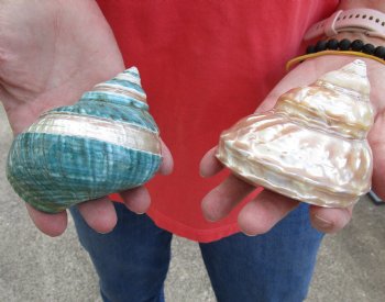 2 piece lot of Beautiful Mixed Polished Turbo Shells for shell crafts - Buy Now for $15/lot