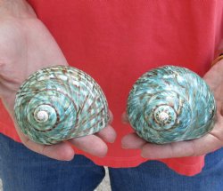 Gorgeous 2 piece lot of Authentic Polished Green/Jade Turbo Shells for shell crafts for $15/lot