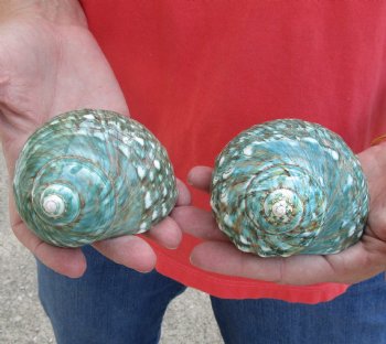 Buy this 2 piece lot of Authentic Polished Green/Jade Turbo Shells for shell crafts for $15/lot